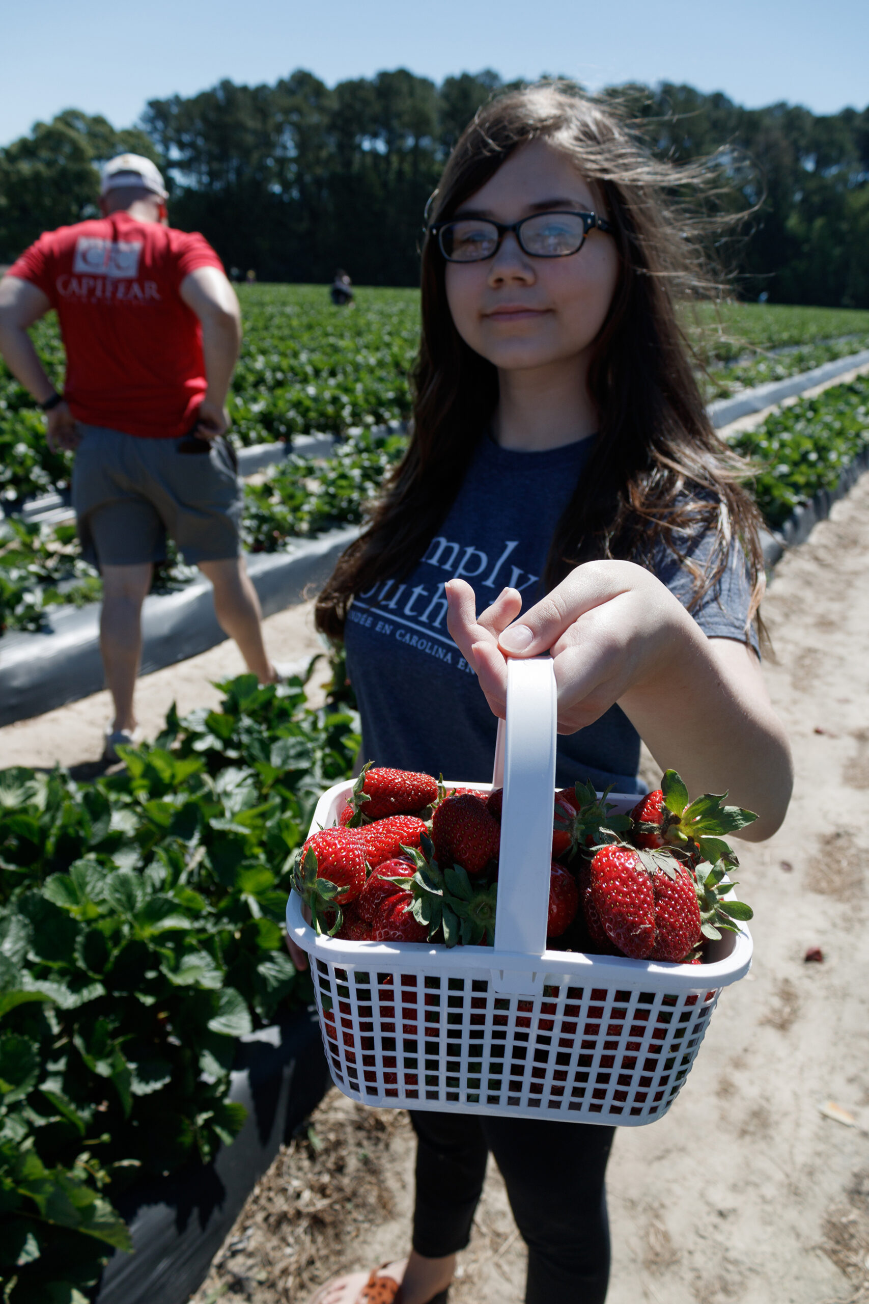 Strawberry Picking Where The Dogwood Blooms