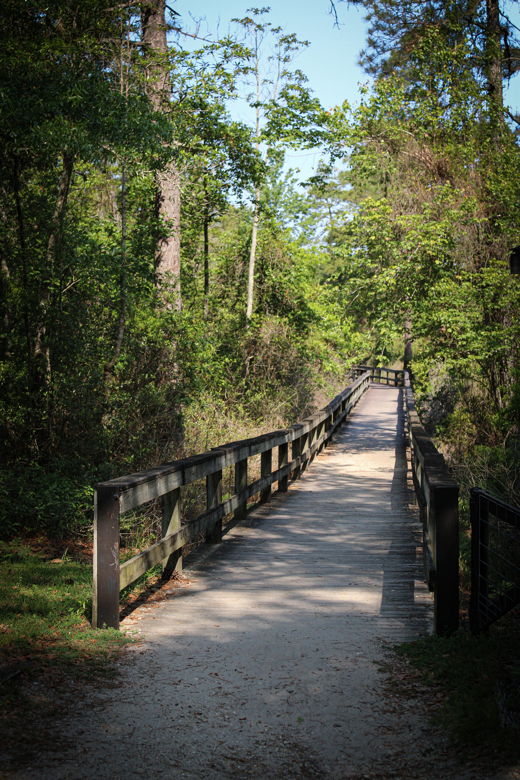Lake Waccamaw Where The Dogwood Blooms