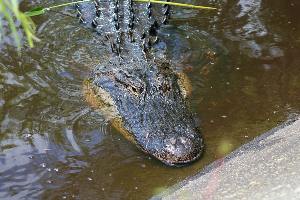 American Alligators Where The Dogwood Blooms