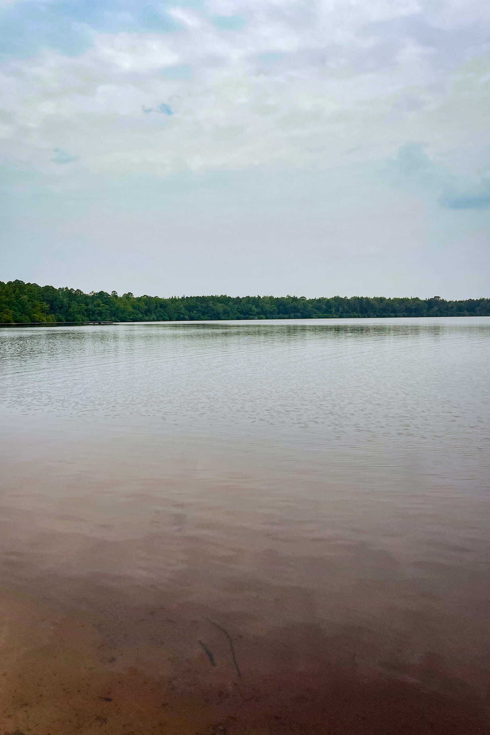 Carolina Bays Where The Dogwood Blooms